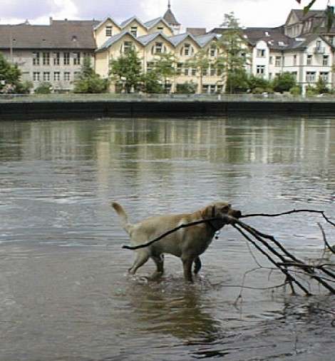 Rhein05.jpg