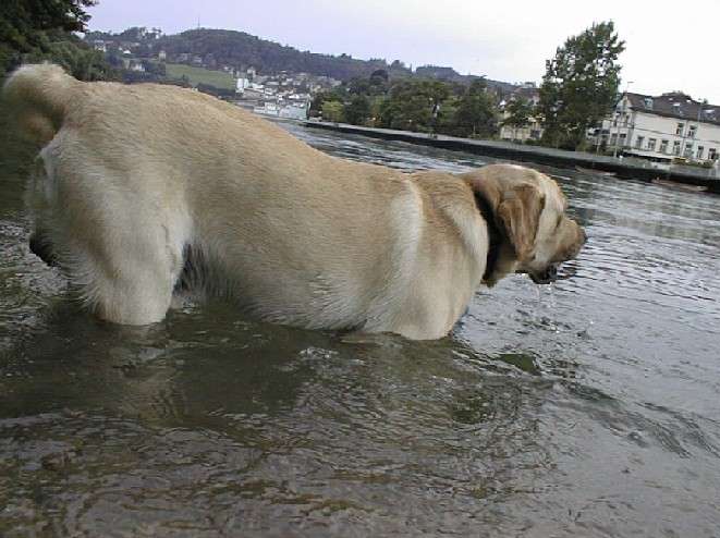 Rhein06.jpg